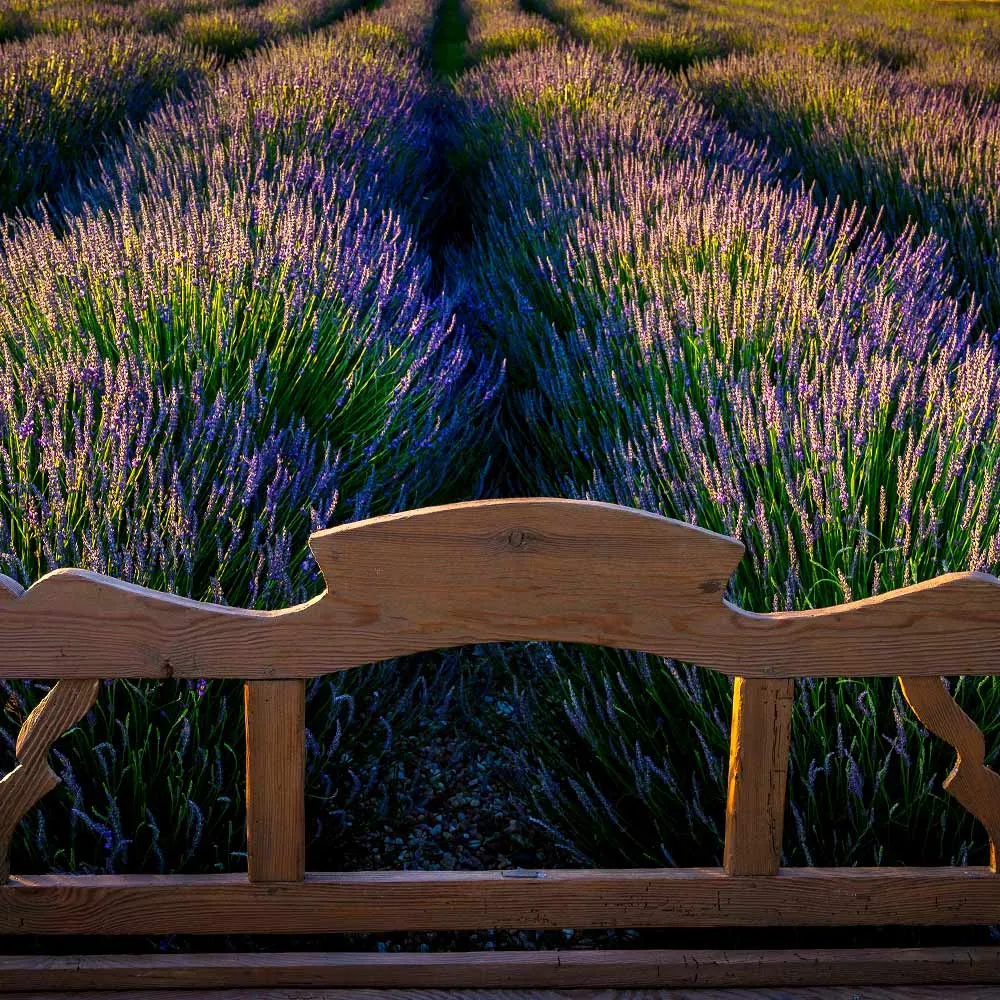 Phenomenal Lavender Plant - Hardy Perennial Fragrant Shrub 2