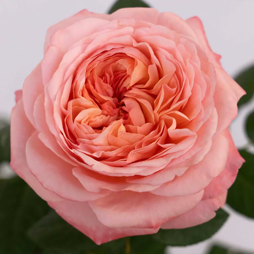 Martha Stewart™ Hybrid Tea Rose - Fragrant Garden Flowering Shrub 1