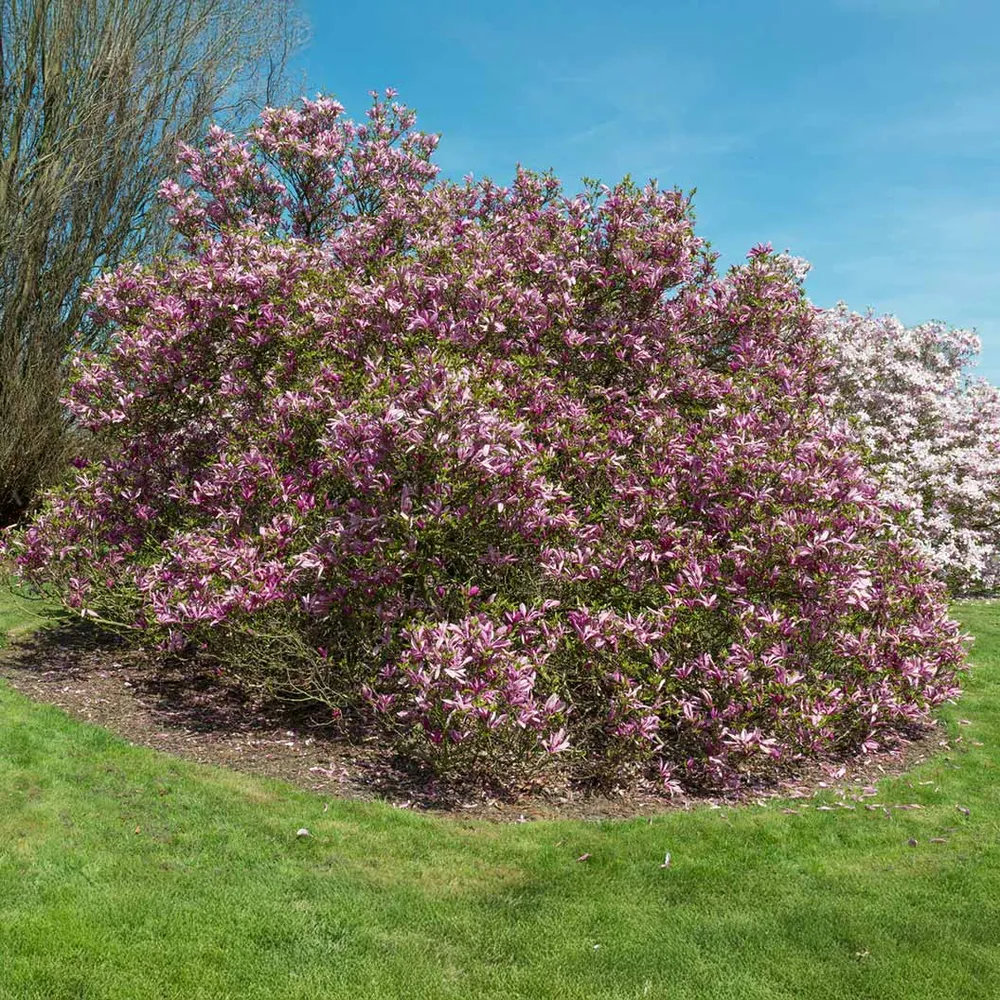 Susan Magnolia Bush Artificial Floral Plant for Home and Office Decor