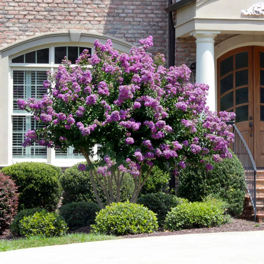 Catawba Crape Myrtle Tree - Lagerstroemia Indica Deciduous Flowering Shrub