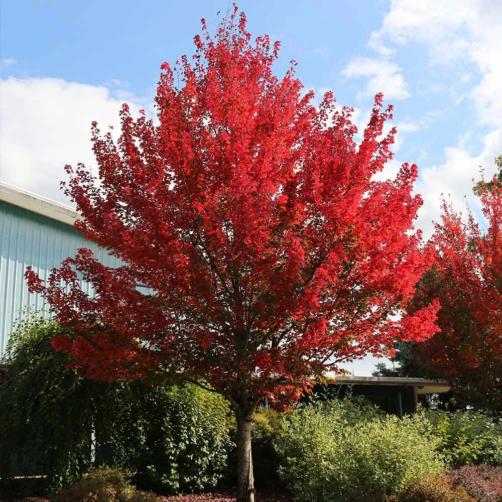 Redpointe® Maple (Acer rubrum) - Columnar Shade Tree