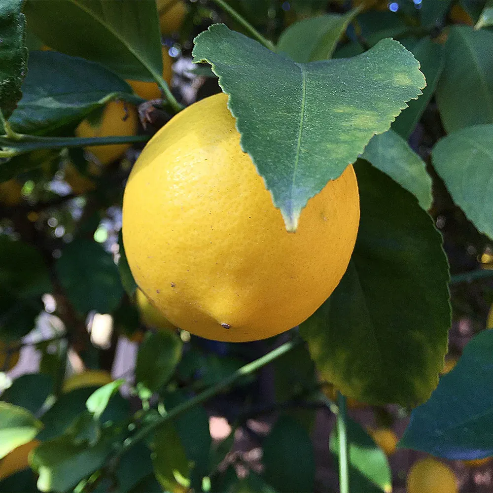Eureka Lemon Tree - Live Citrus Fruit Plant 1