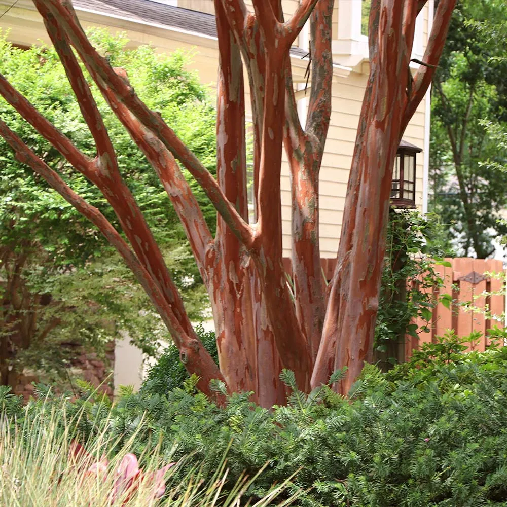 Twilight Crape Myrtle Tree - Deciduous Ornamental Flowering Plant 2