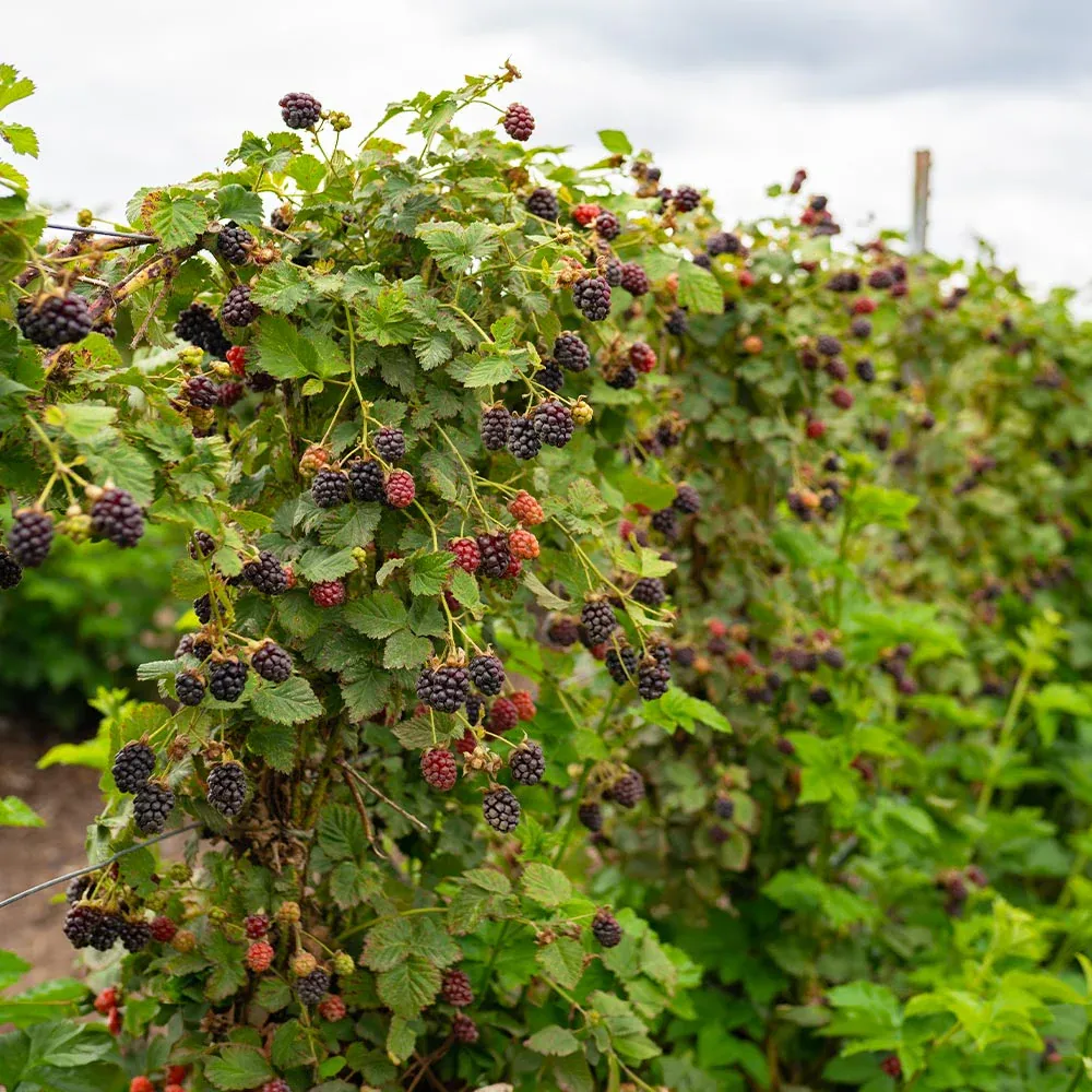 Thornless Blackberry Bush for Home Garden Fruit Production 1