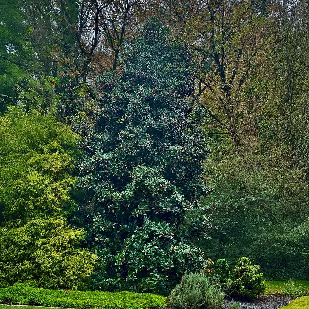 Southern Living® Screen Play Holly Shrub - Evergreen Privacy Hedge 1