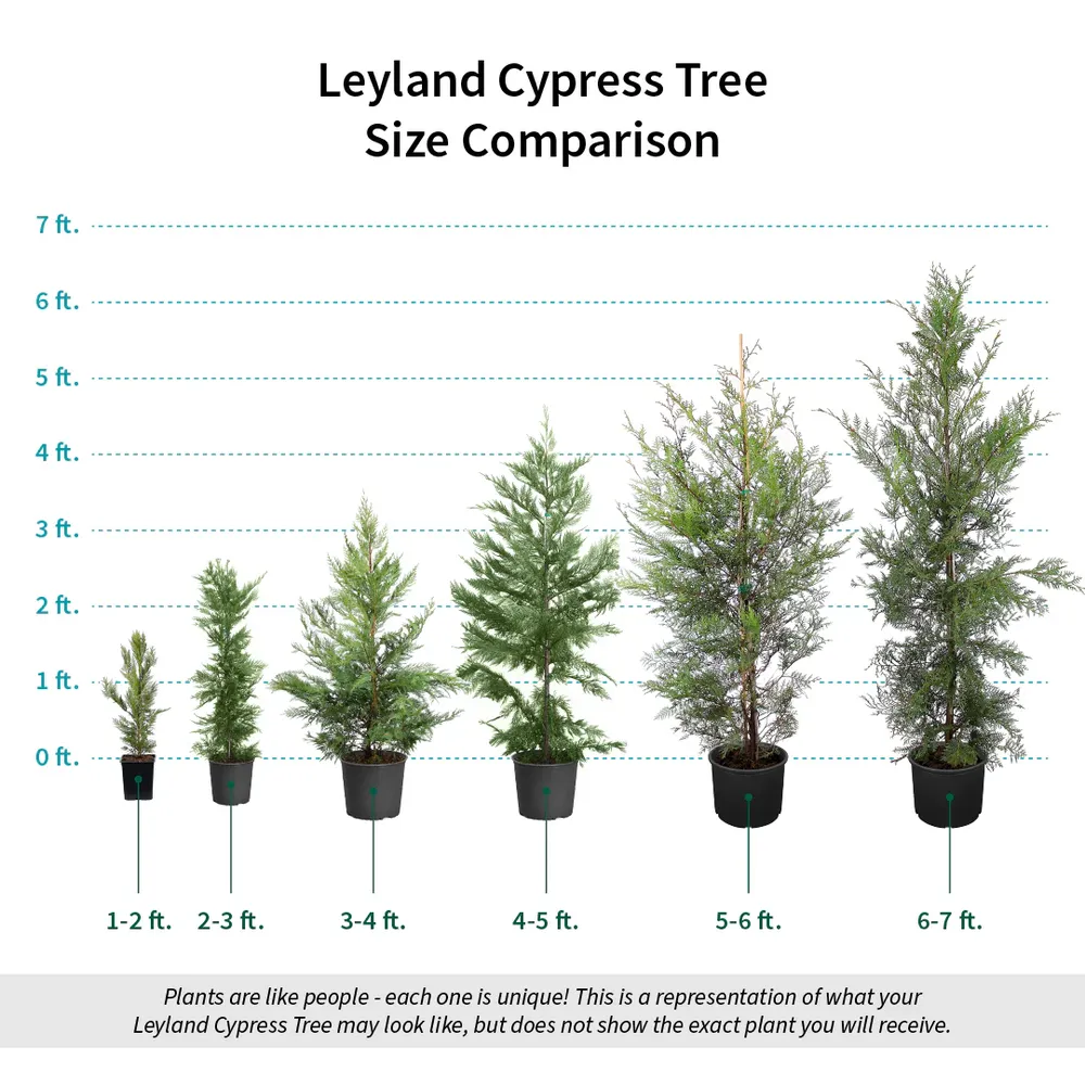 Leyland Cypress Tree - Fast-Growing Evergreen Privacy Hedge 5