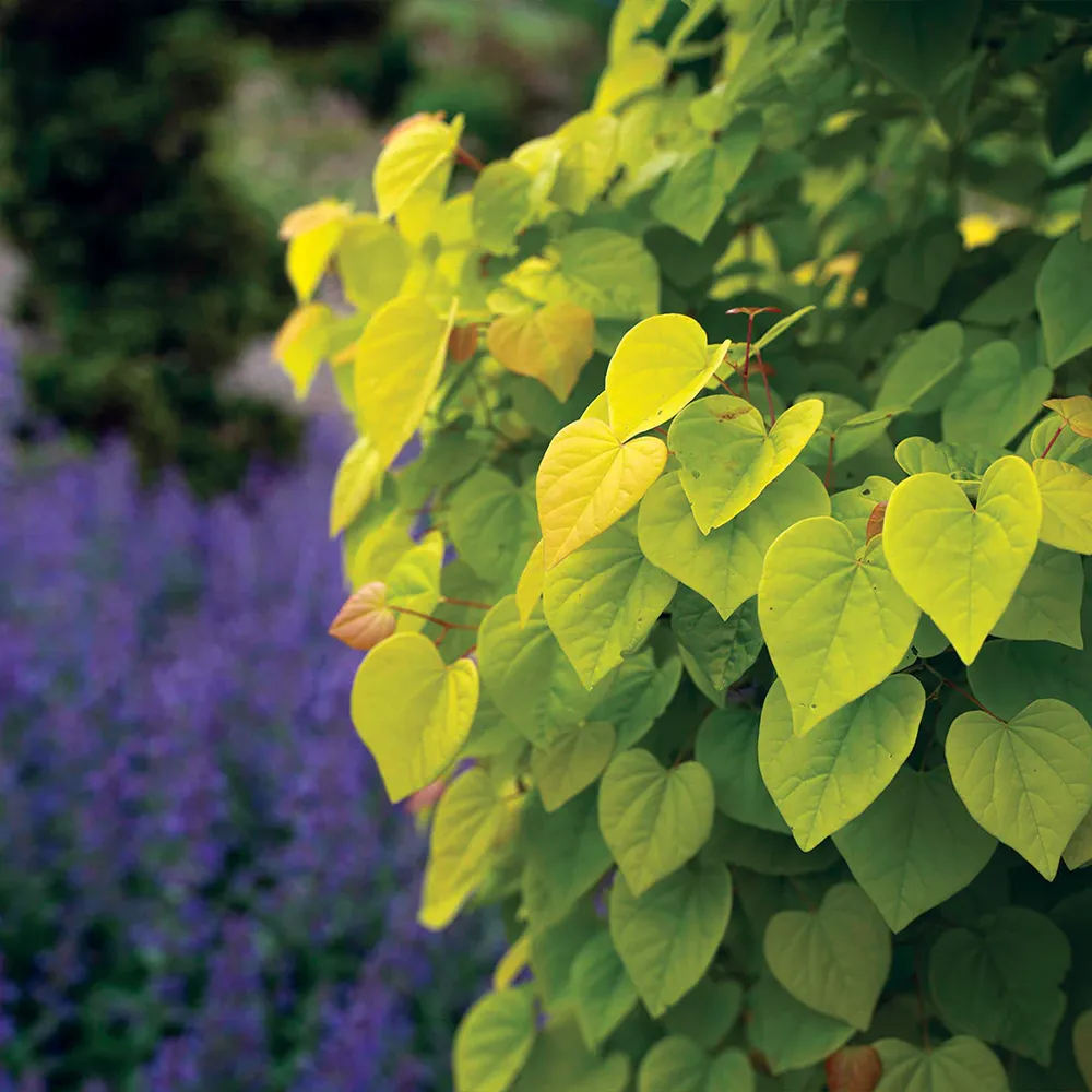Citrine Redbud Tree (Cercis canadensis 'Citrine') - Ornamental Deciduous Tree 4