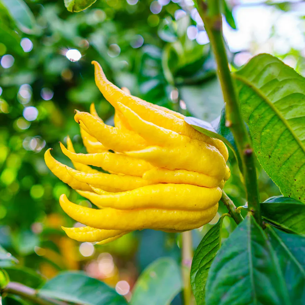 Buddha's Hand Citron - Aromatic Citrus Medica var. sarcodactylis
