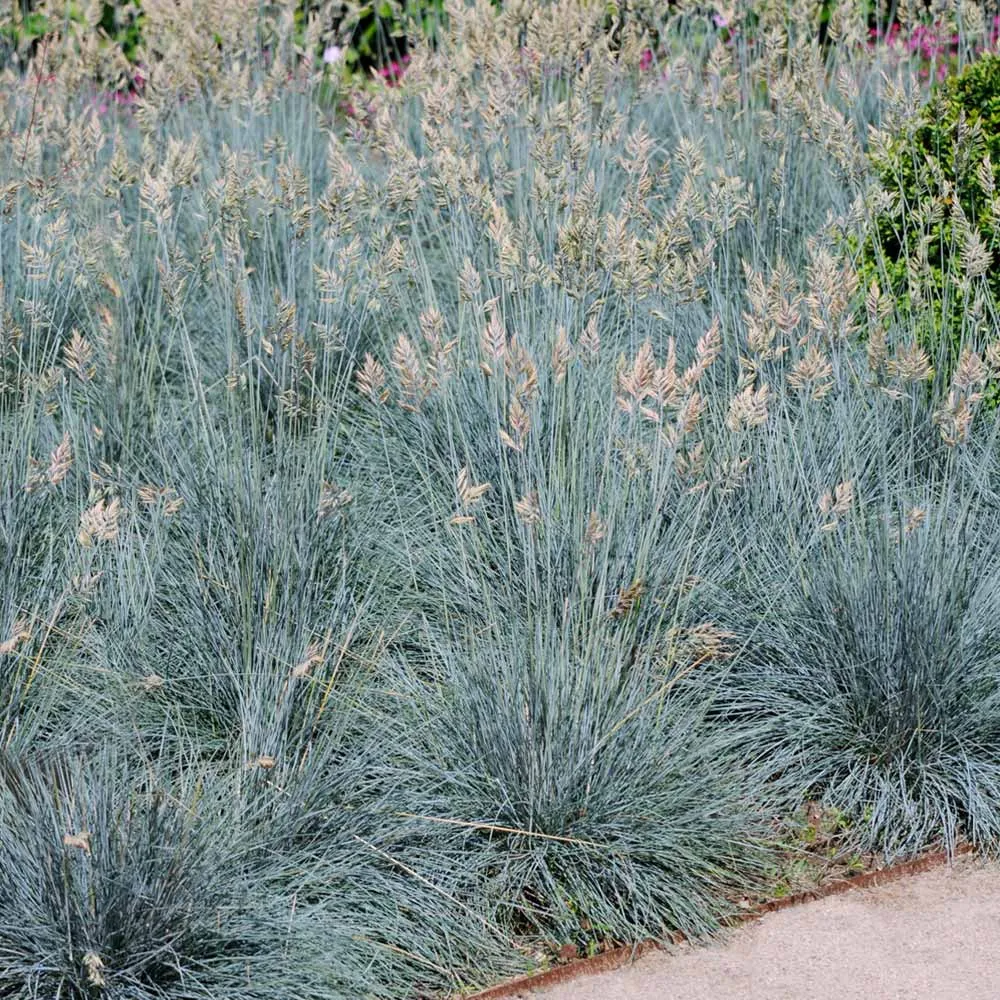 Blue Fescue Grass (Festuca glauca) Ornamental Perennial Clumping Grass