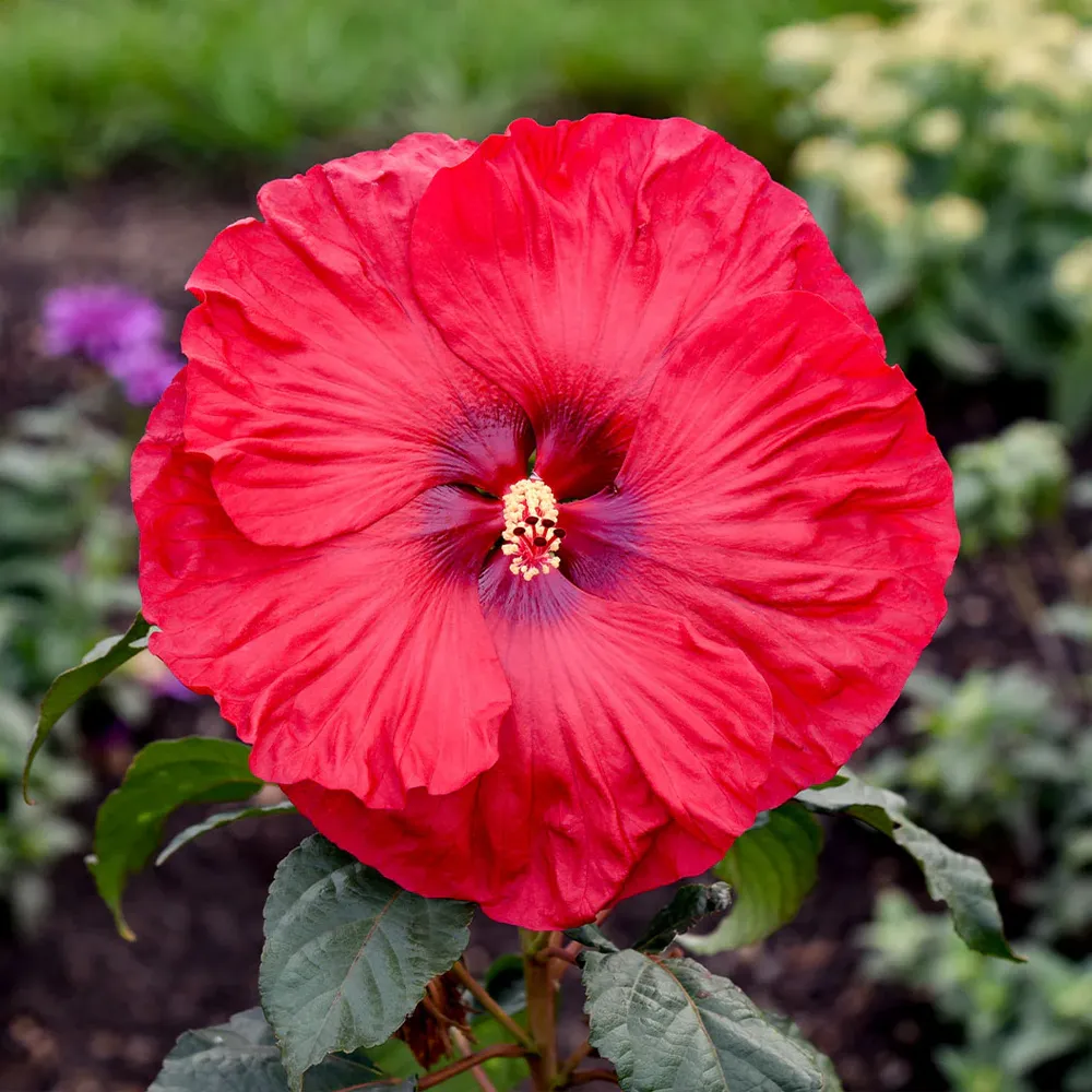 Summerific® ‘Valentine’s Crush’ Hibiscus - Hardy Perennial Flowering Shrub