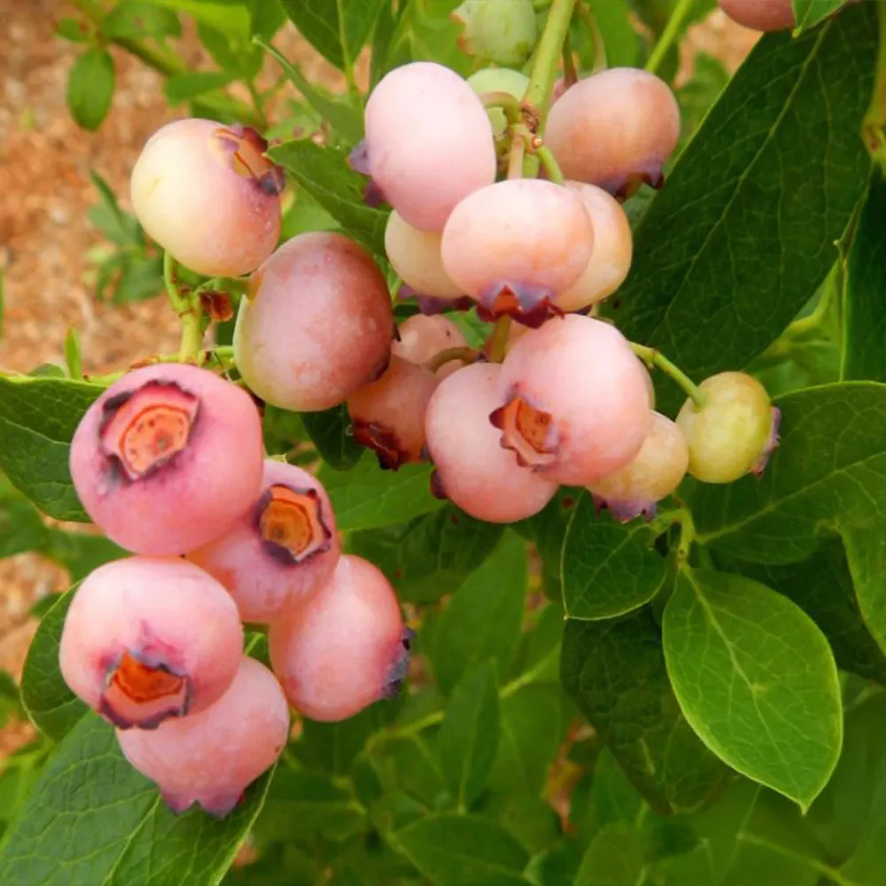 Pink Popcorn™ Blueberry Bush - Compact Edible Ornamental Shrub