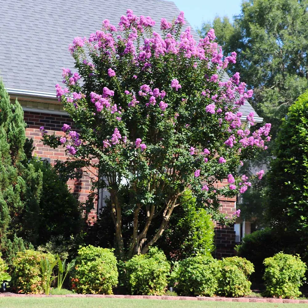 Muskogee Crape Myrtle Tree - Lavender Flowering Deciduous Ornamental 2