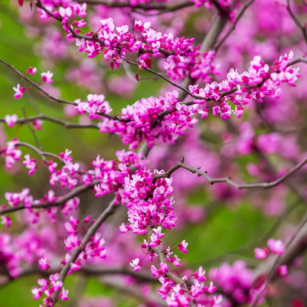 Cascading Hearts Redbud Tree (Cercis canadensis) 3