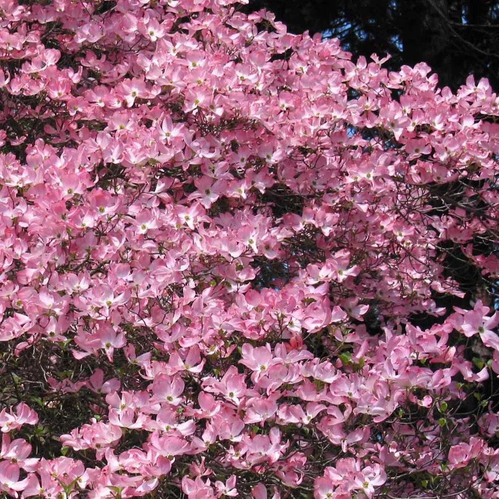 Realistic Pink Dogwood Tree - Artificial Decorative Flowering Plant