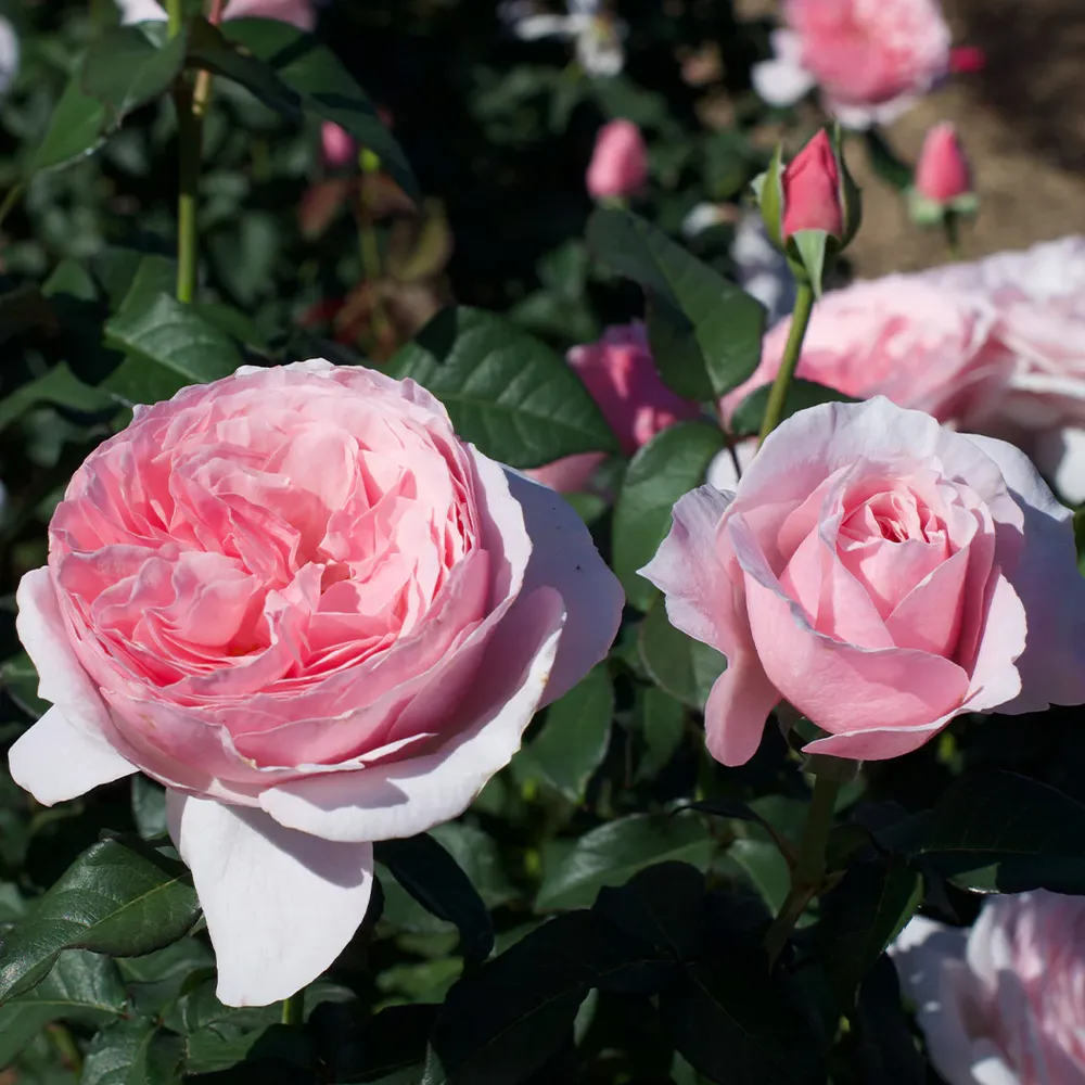 Scentuous® Rose Shrub - Hardy Flowering Garden Bush 4