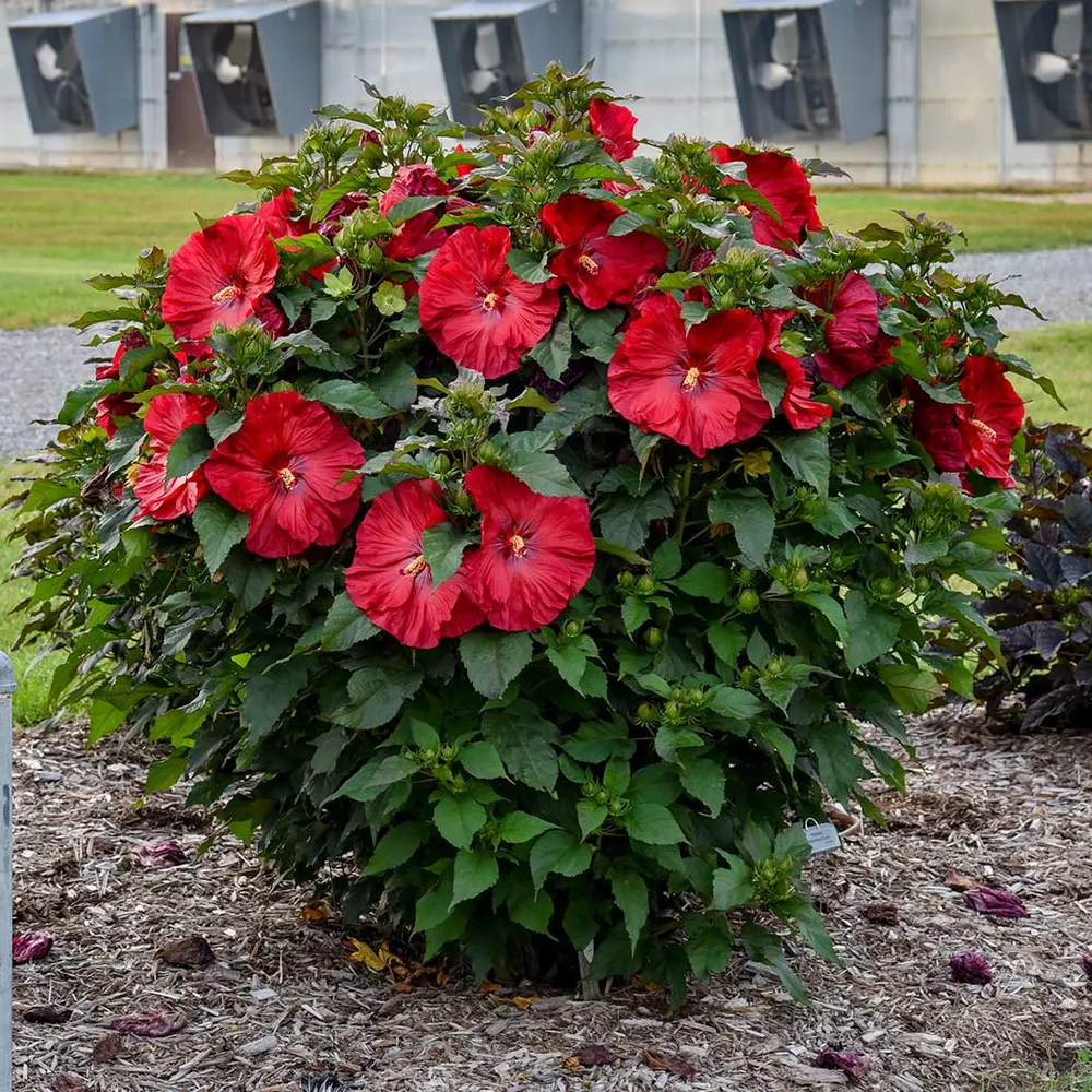 Summerific® ‘Valentine’s Crush’ Hibiscus - Hardy Perennial Flowering Shrub 1