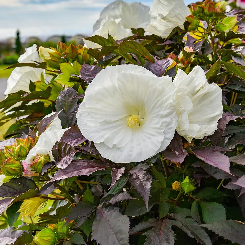 Cookies and Cream Hibiscus Hardy Perennial Flowering Shrub