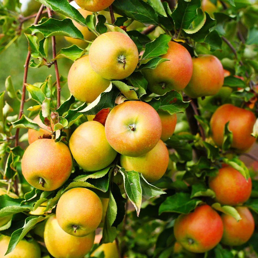 Jonagold Apple Tree - Productive Fruit-Bearing Sapling for Home Gardens