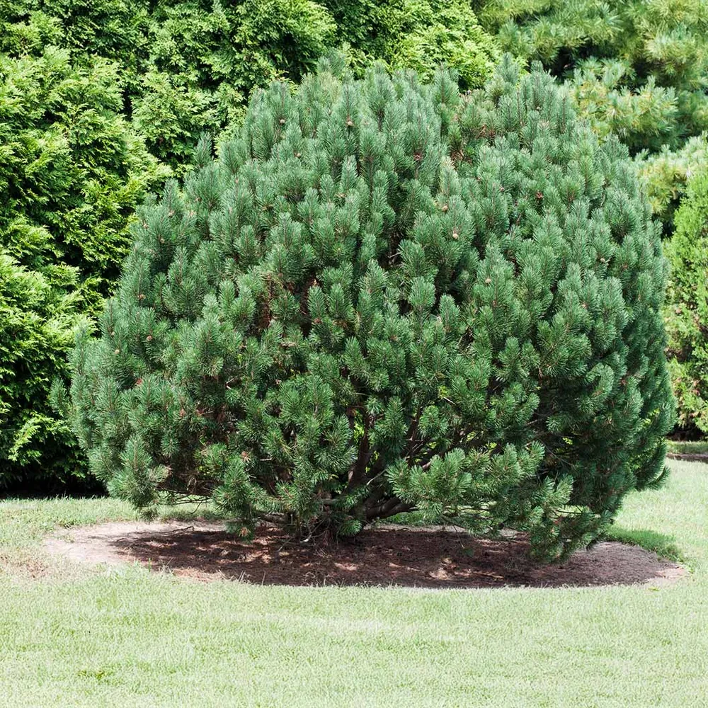 Bosnian Pine Tree (Pinus heldreichii) Ornamental Evergreen Conifer 2