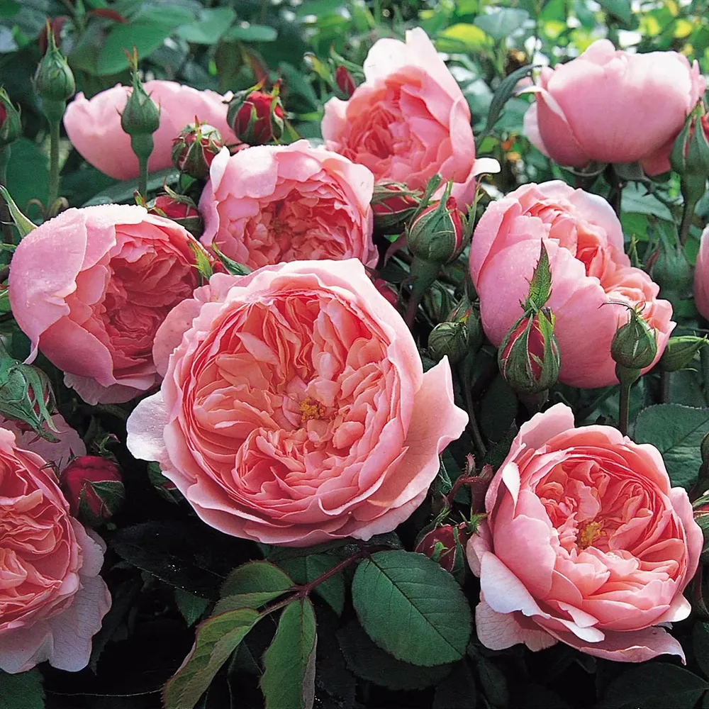 David Austin® The Alnwick Rose® Fragrant English Shrub Rose