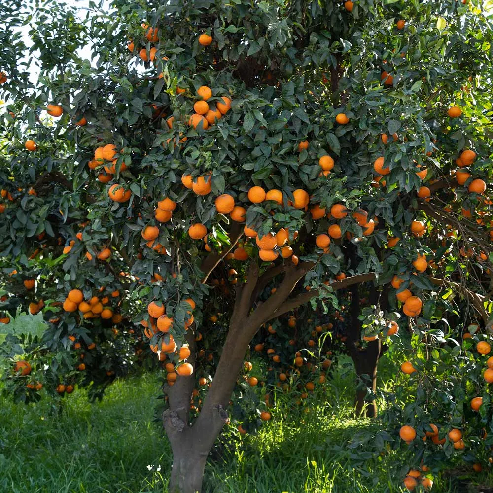 Potted Faux Citrus Clementine Tree for Interior Decoration 2