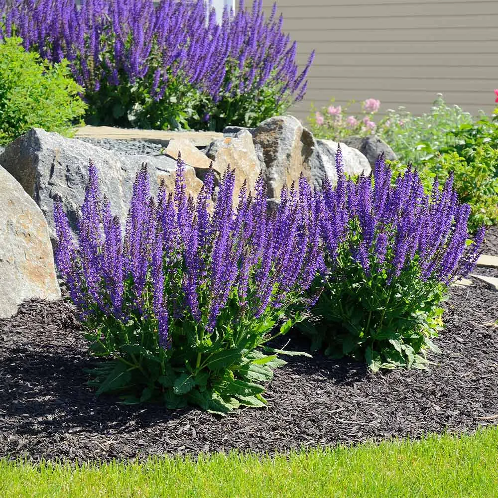 May Night Salvia (Salvia nemorosa) Perennial Flowering Plant