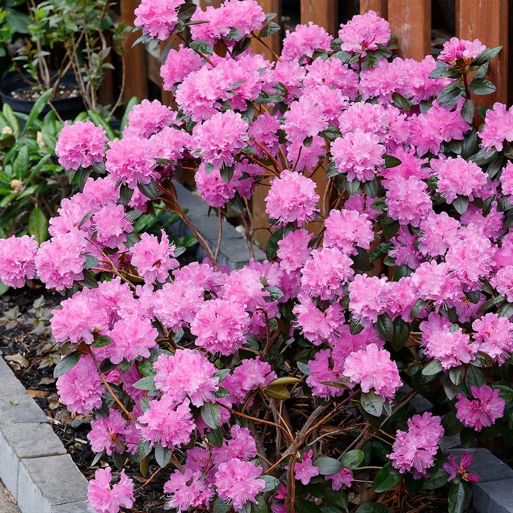 PJM Elite Rhododendron Shrub - Cold Hardy Evergreen Flowering Plant