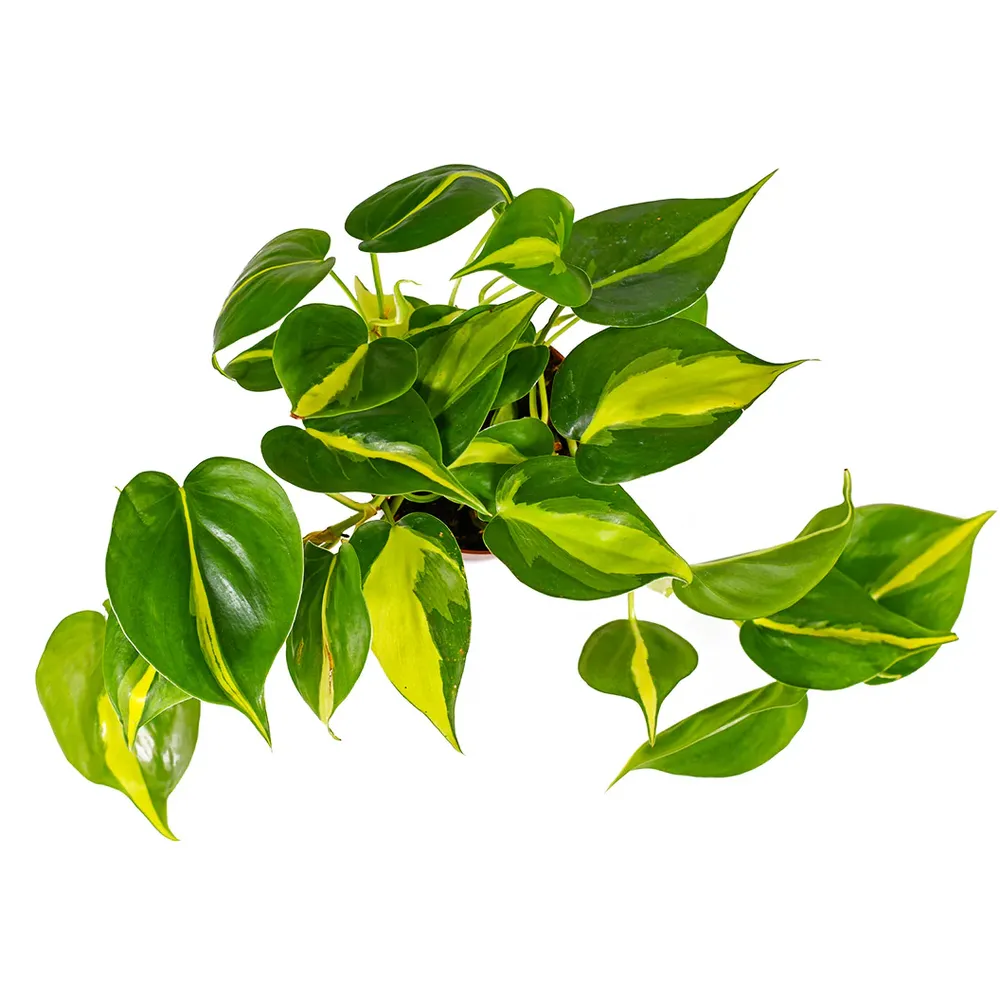 Philodendron Brasil Variegated Heartleaf Trailing Indoor Plant 3