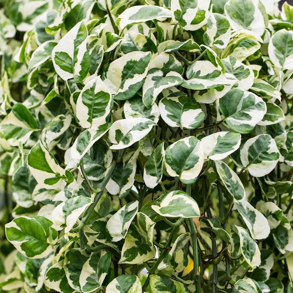 N'joy Pothos Variegated Trailing Indoor Houseplant 1