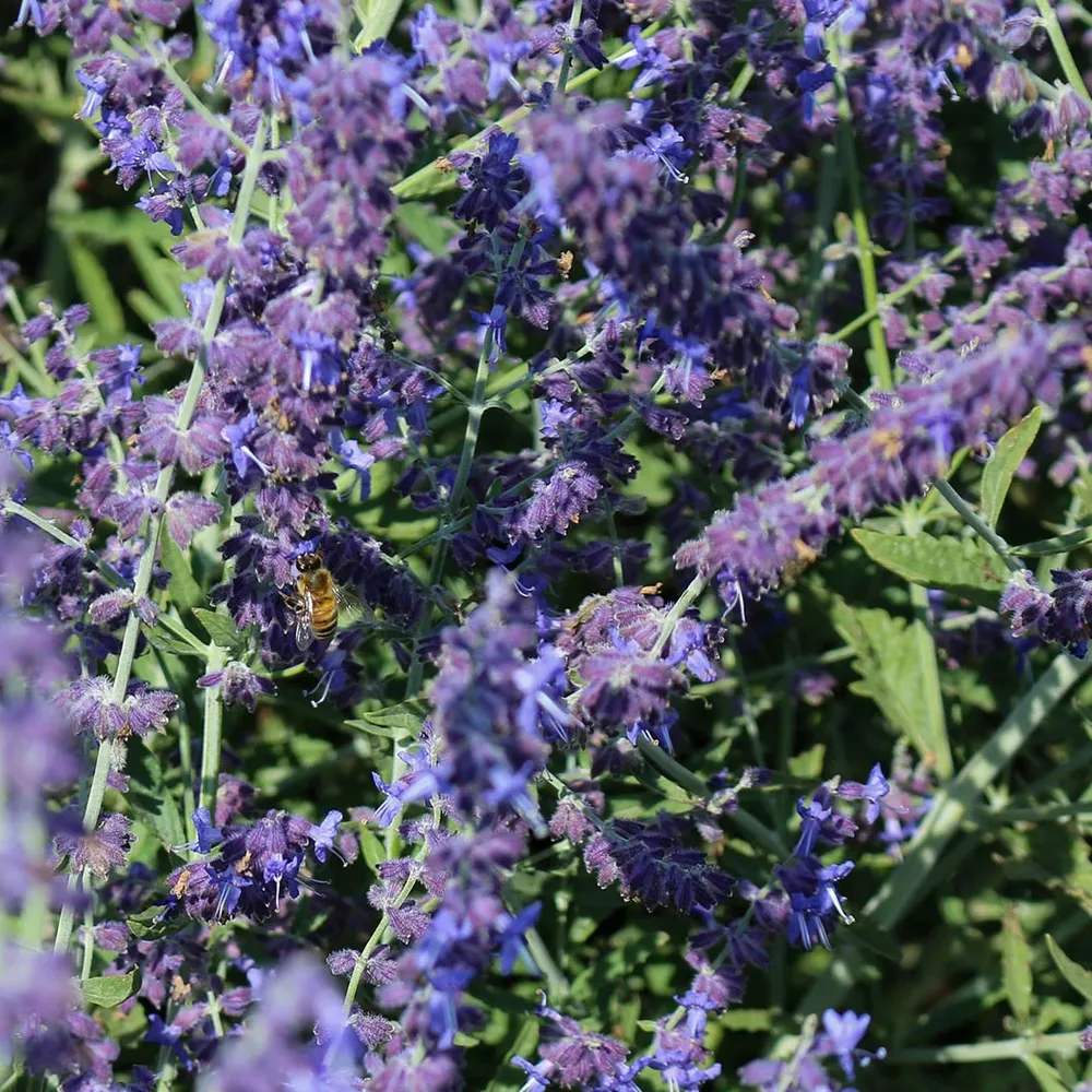 CrazyBlue Russian Sage Perennial Flowering Shrub 1