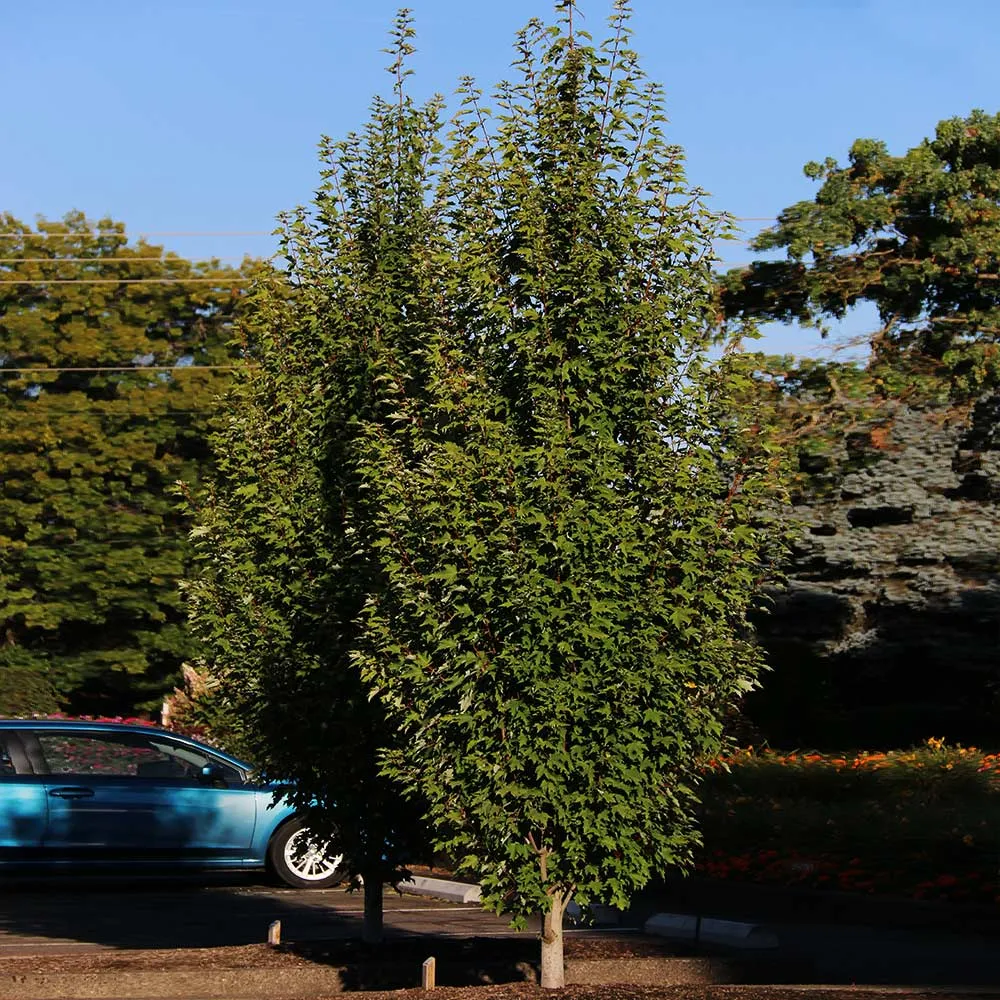 Armstrong Gold® Maple Tree - Columnar Acer rubrum for Landscaping 3
