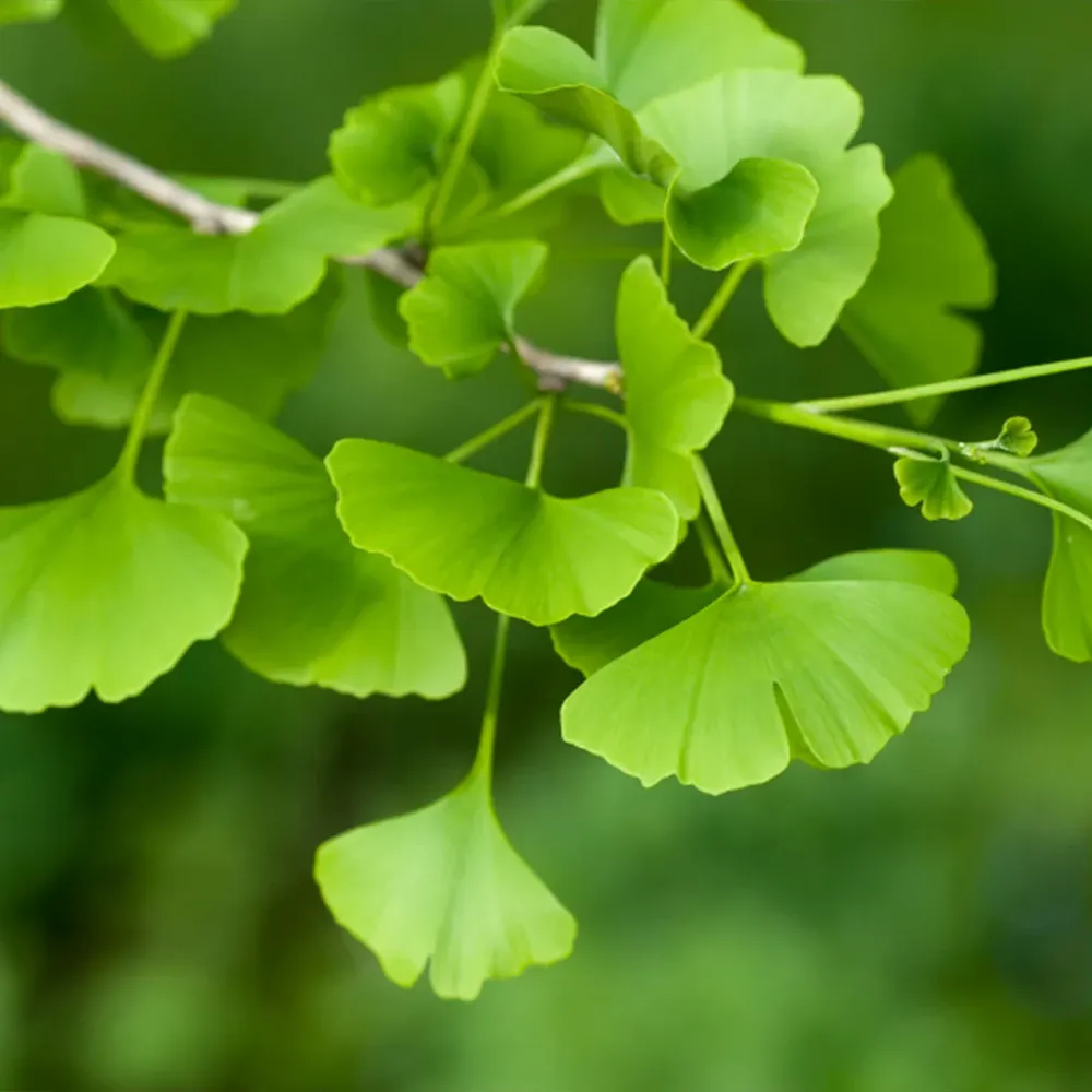 Artificial Ginkgo Tree Decorative Faux Plant for Indoor Spaces 1
