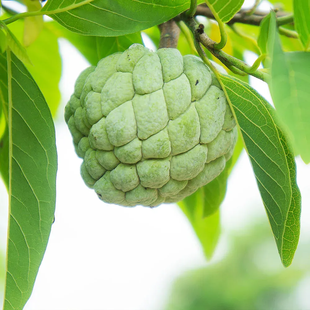 Sugar Apple Tree (Annona squamosa) Live Tropical Fruit Plant 4