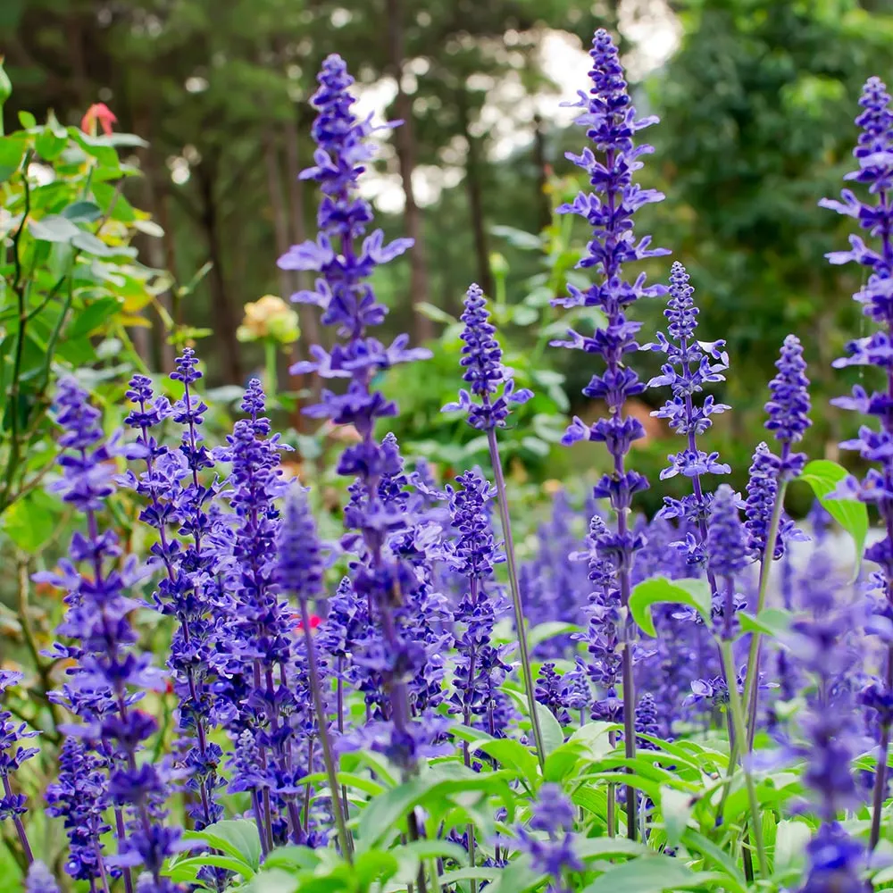 May Night Salvia (Salvia nemorosa) Perennial Flowering Plant 1