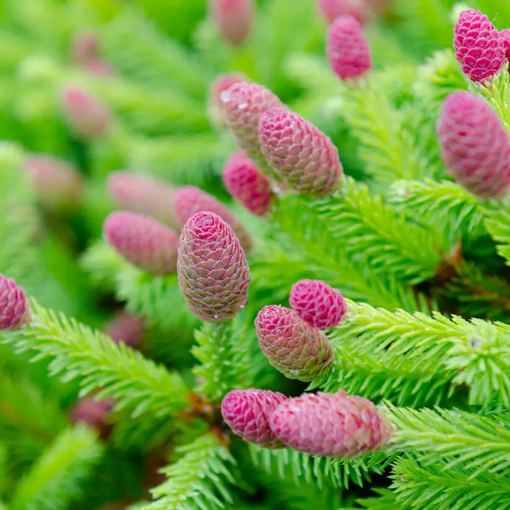Pusch Norway Spruce (Picea abies 'Pusch') - Dwarf Evergreen Shrub 1