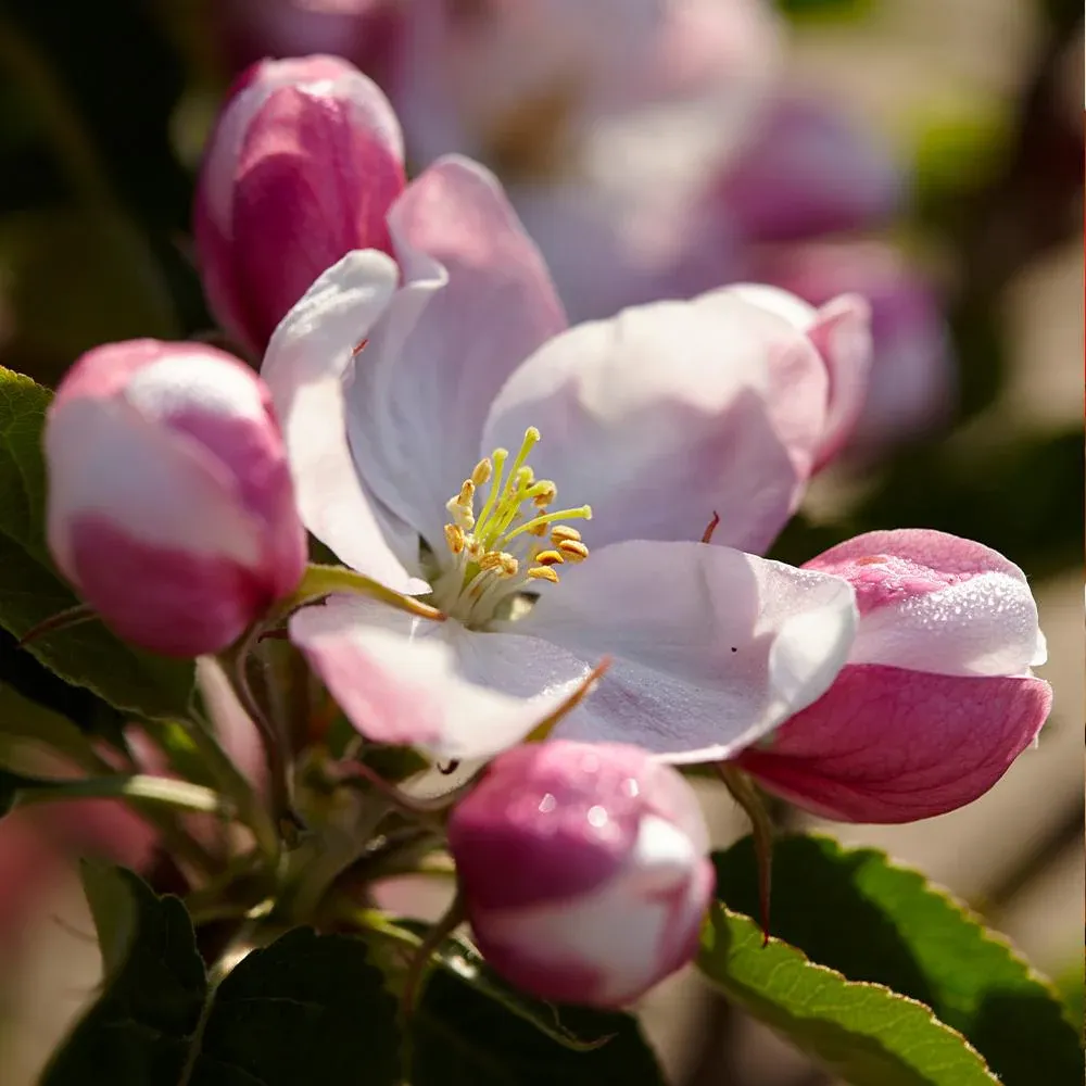 Winesap Apple Tree - Heirloom Fruit-Bearing Tree for Home Gardens 2