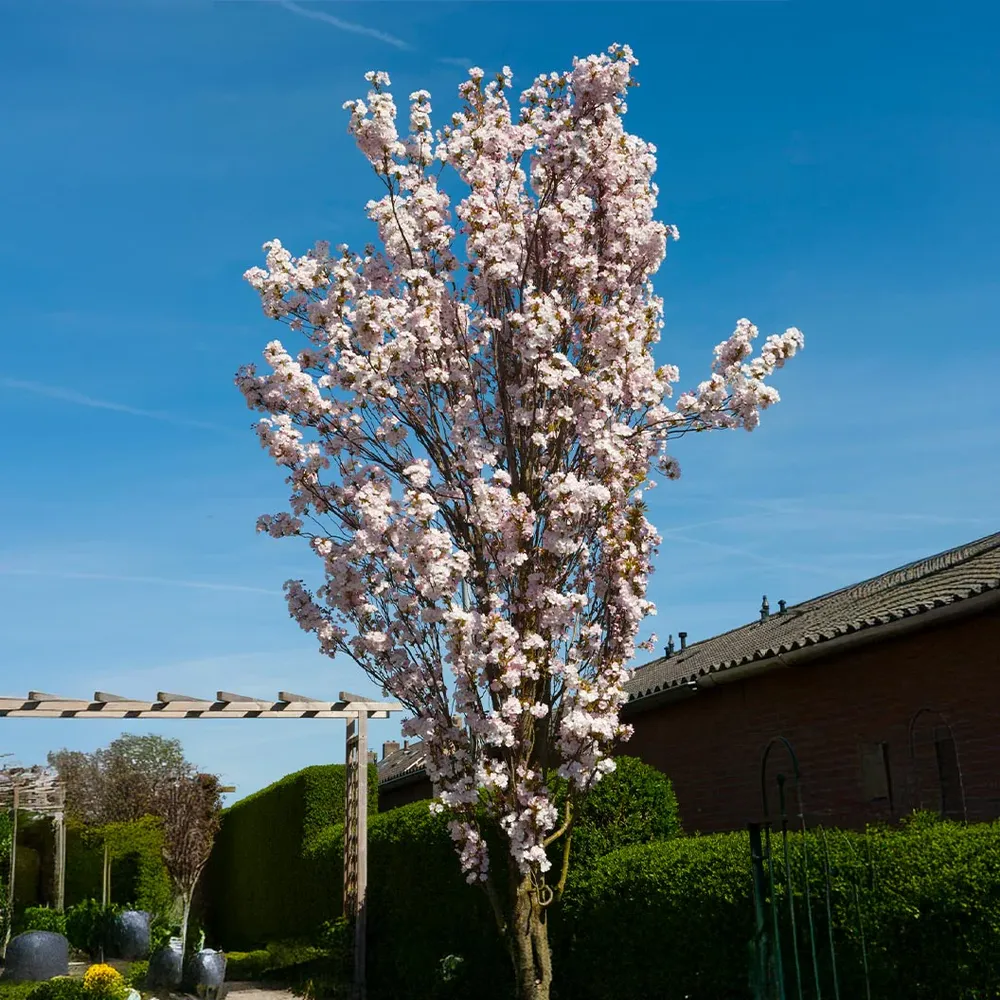 Amanogawa Flowering Cherry Tree (Prunus serrulata 'Amanogawa') 2