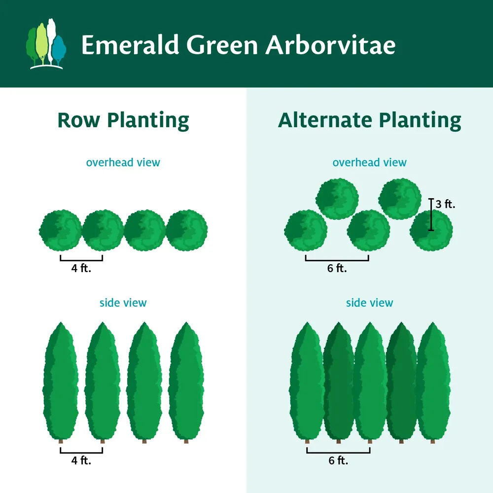 Emerald Green Arborvitae (Thuja Occidentalis) Evergreen Privacy Hedge 6