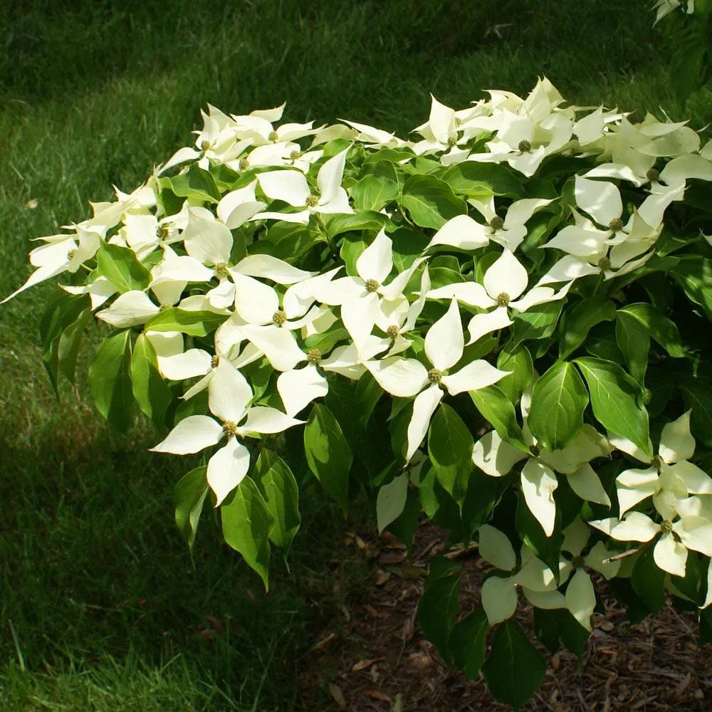 White Kousa Dogwood (Cornus kousa) Flowering Deciduous Tree 2