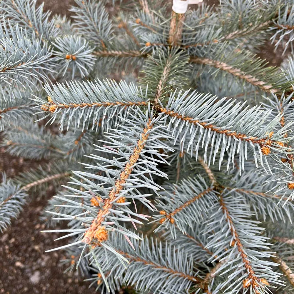 Blue Diamond Spruce Artificial Christmas Tree with Realistic Foliage 1