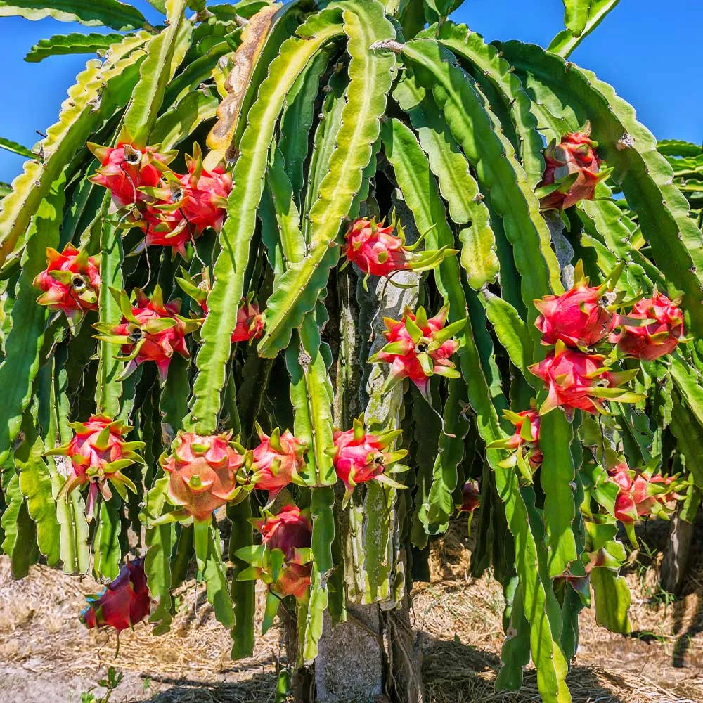 USDA Organic Dragon Fruit Cactus Plant - Hylocereus Undatus Live Starter