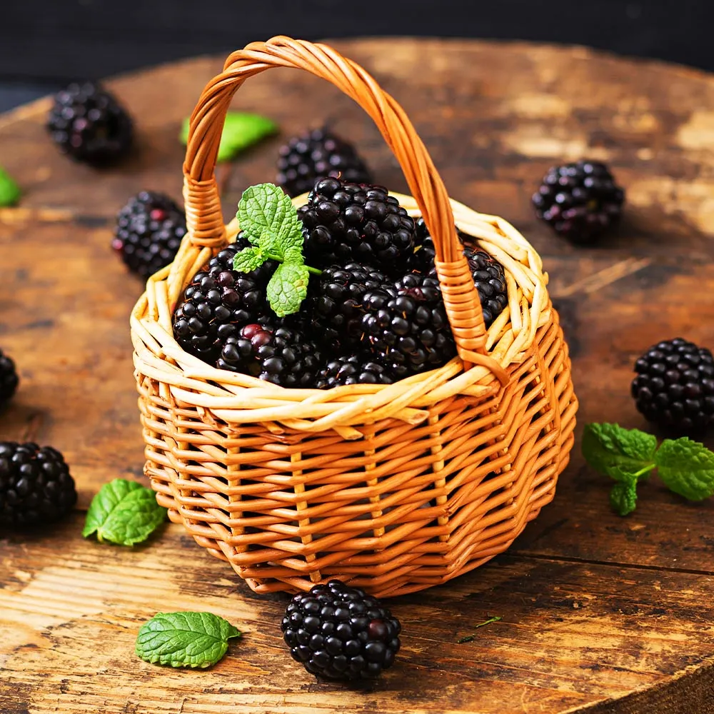 Big Daddy Blackberry Bush - High-Yield Thornless Perennial Fruit Shrub