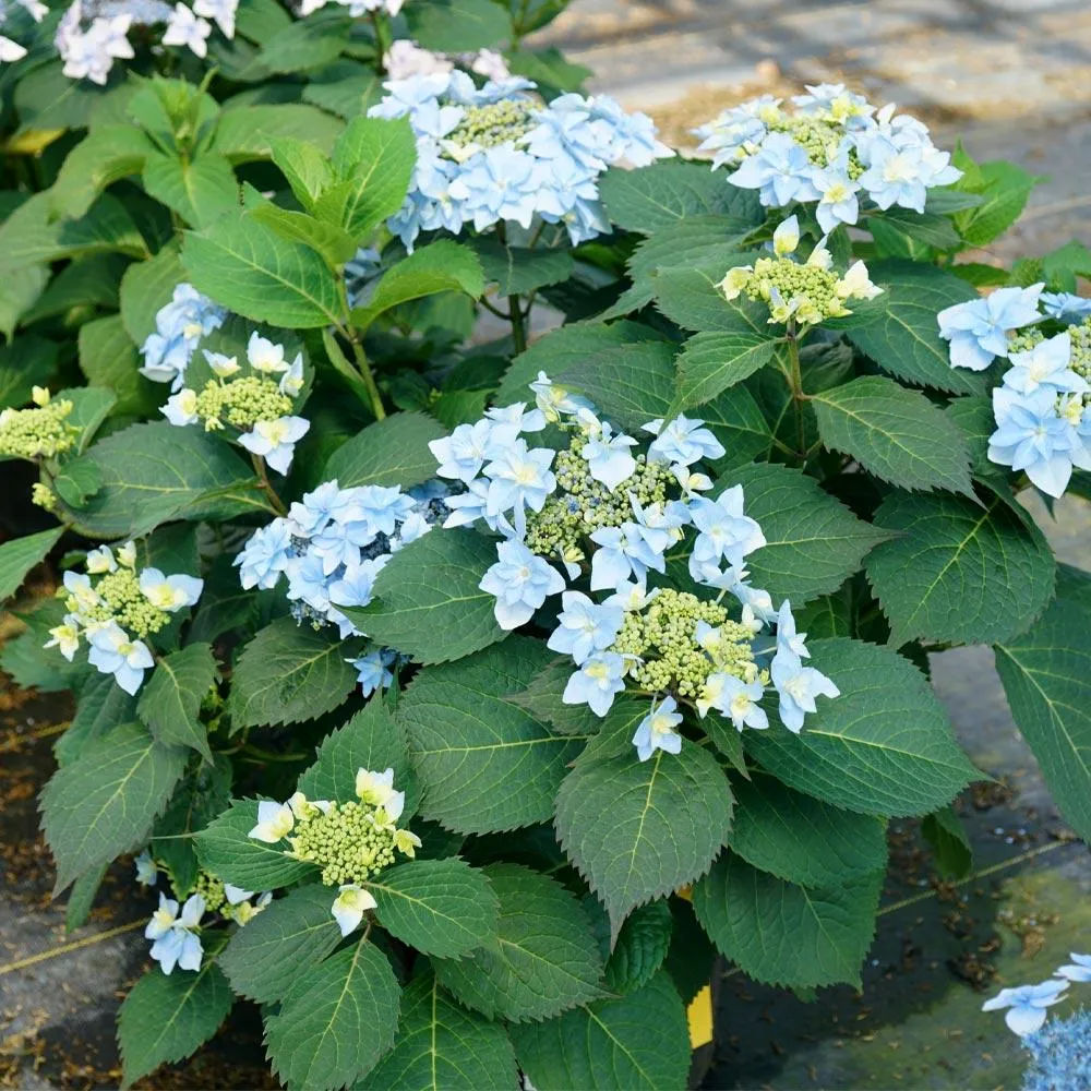 Tuff Stuff Ah-Ha® Hydrangea Shrub - Reblooming Lacecap Garden Plant 3