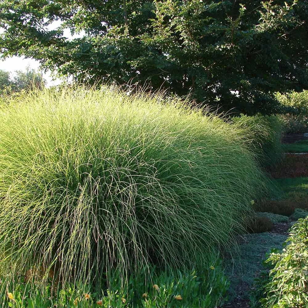 Miscanthus Gracillimus Maiden Grass Ornamental Perennial Plant 3