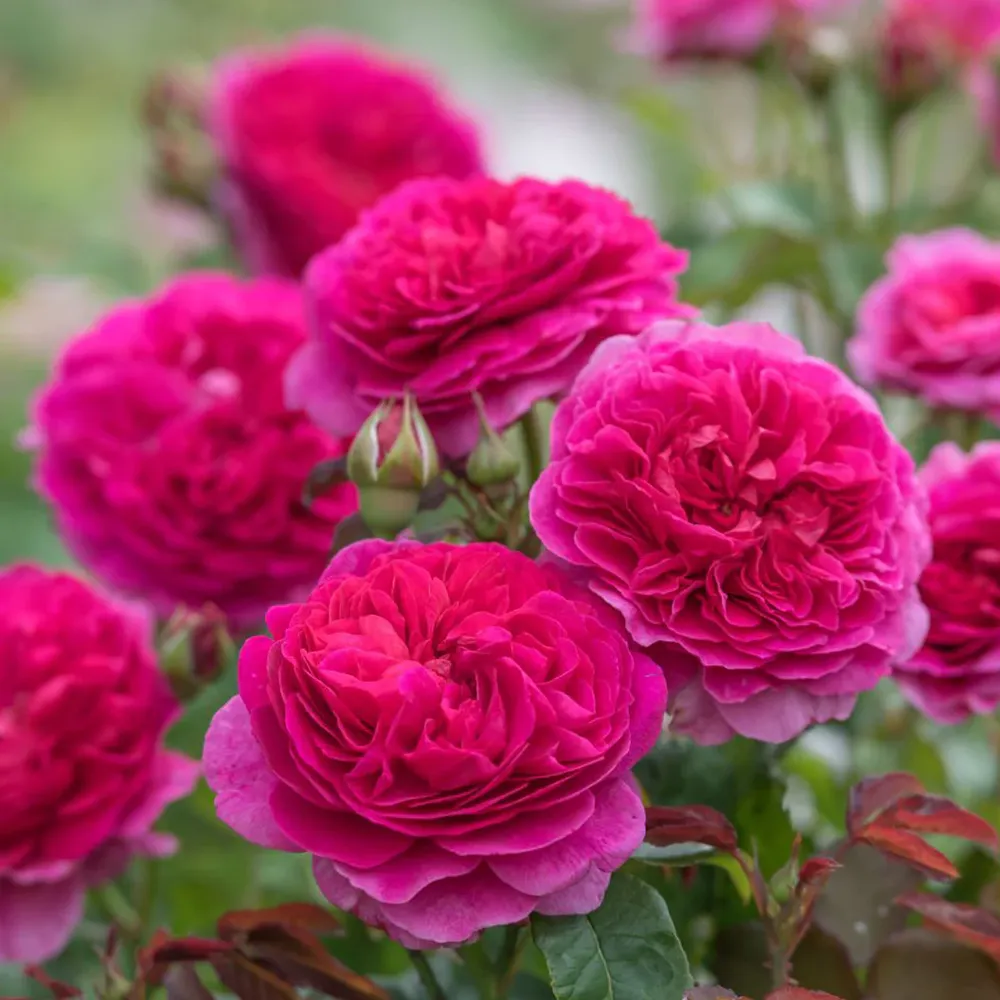 David Austin® Gabriel Oak™ Rose Shrub - Deep Pink English Rose