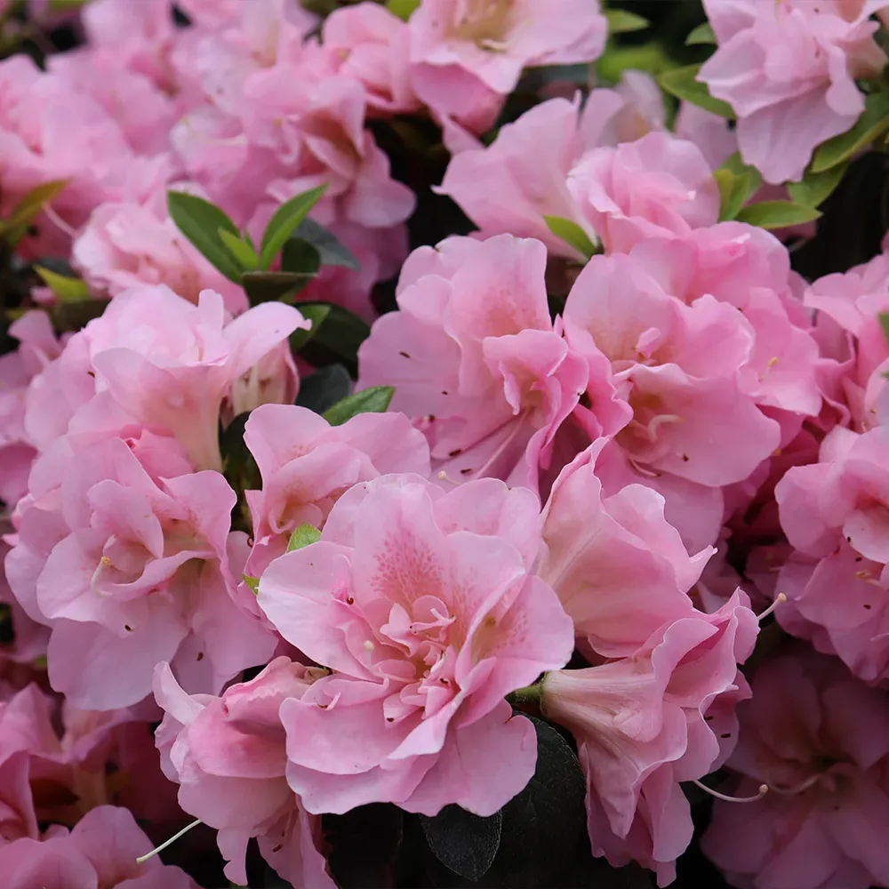 Proven Winners® Perfecto Mundo® Double Pink Azalea - Reblooming Landscape Shrub 2
