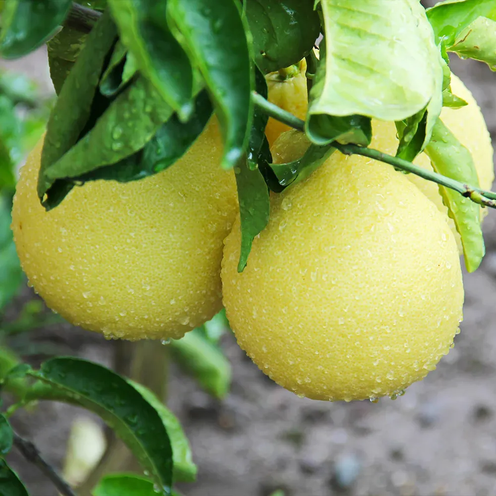 Oroblanco Grapefruit Tree - Sweet Seedless Citrus Hybrid 1