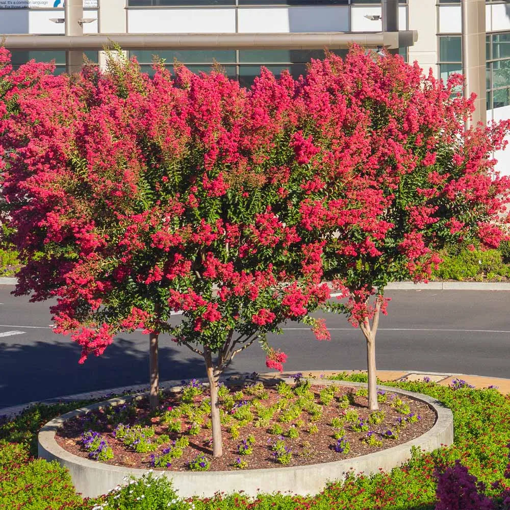 Dynamite Crape Myrtle (Lagerstroemia indica) - Vibrant Red Flowering Ornamental Tree 4