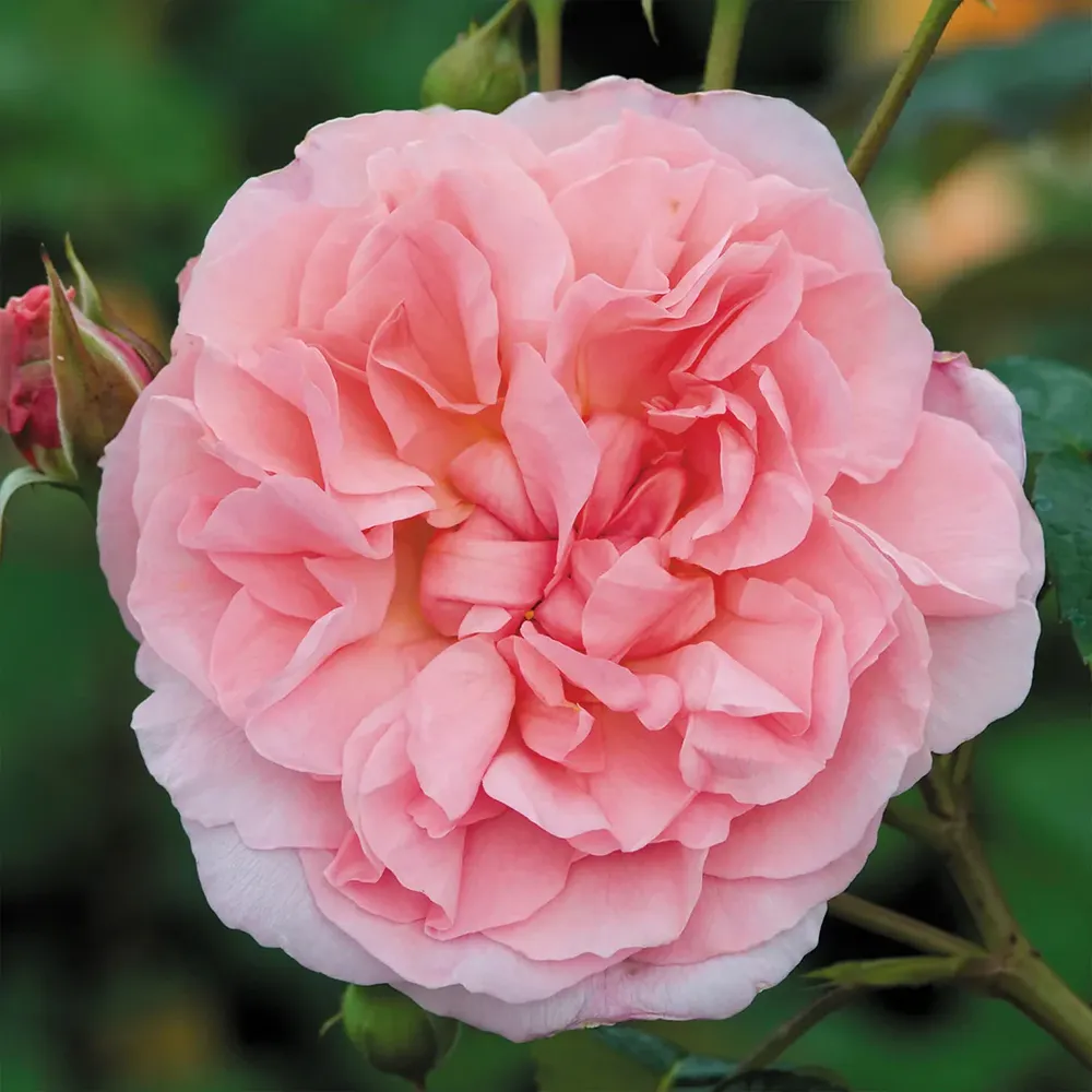 David Austin® Strawberry Hill® Climbing Rose Shrub 3