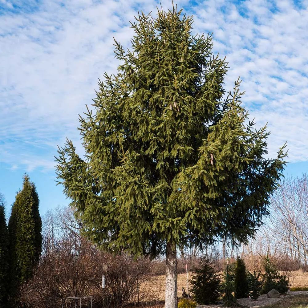 Norway Spruce Artificial Christmas Tree - Realistic Full-Profile Holiday Decor 1
